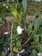 Слика од Ipomoea carnea Jacq.