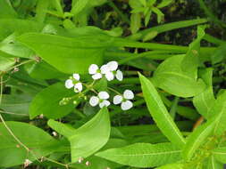 Image of grassy arrowhead