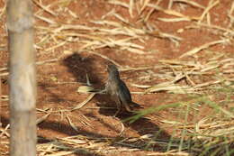 Image of Brown Prinia