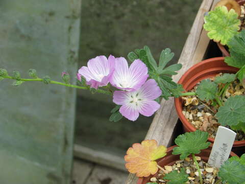 Image of dwarf checkerbloom