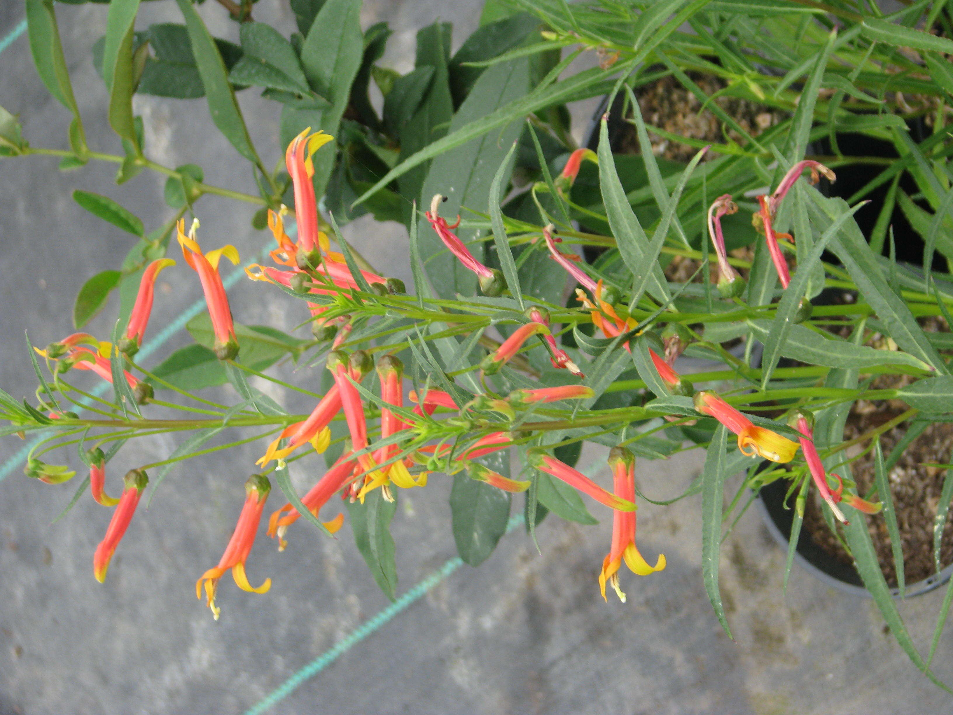 Image de Lobelia laxiflora Kunth