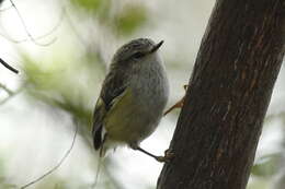 Image of Acanthisitta chloris granti Mathews & Iredale 1913