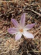 Image of Colchicum bivonae Guss.