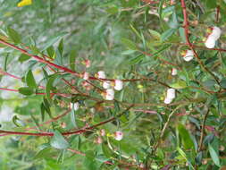 Image of Chilean guava