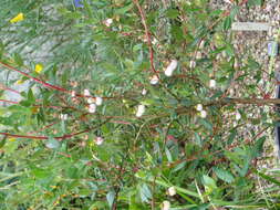 Image of Chilean guava