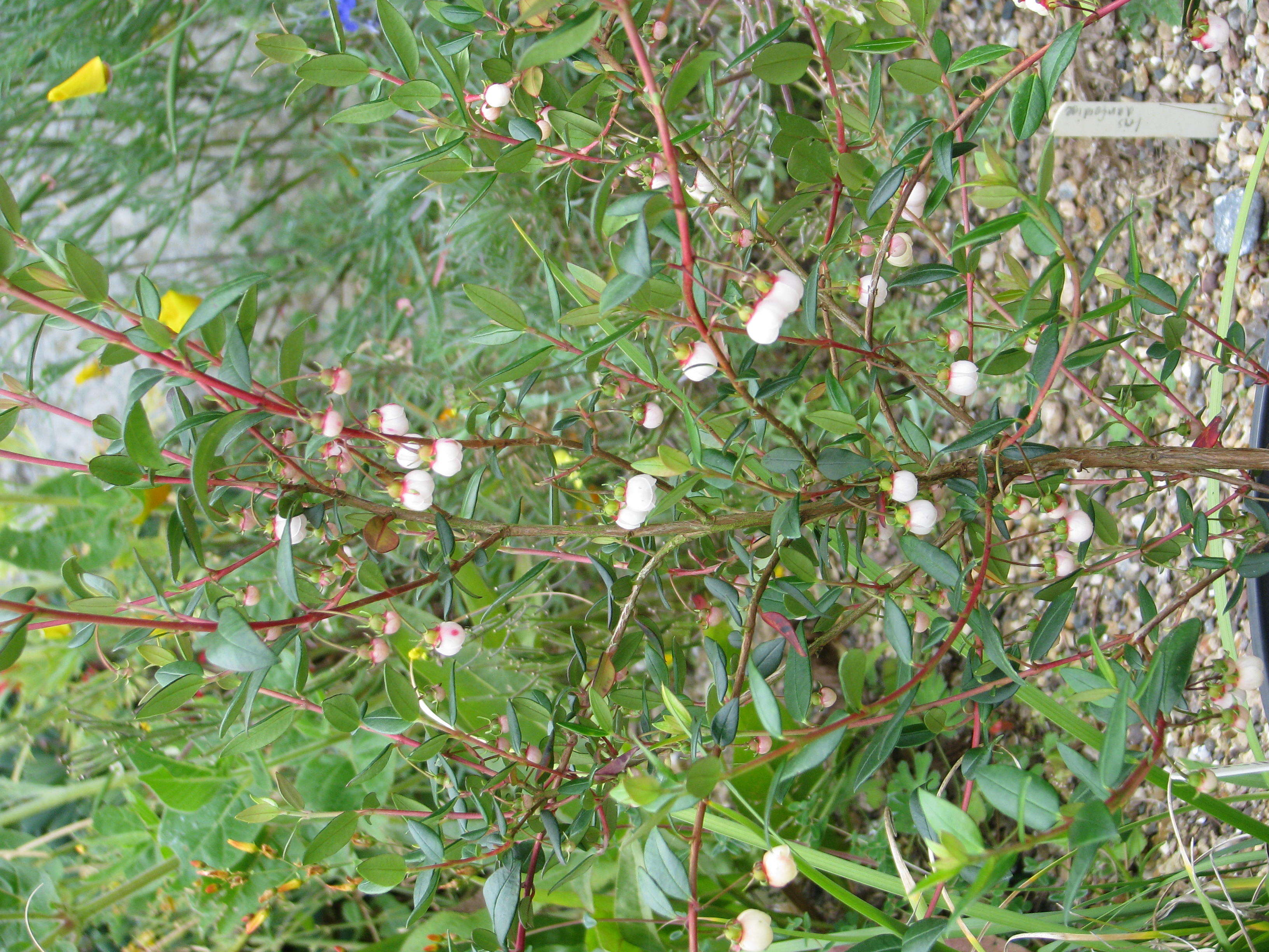 Image of Chilean guava