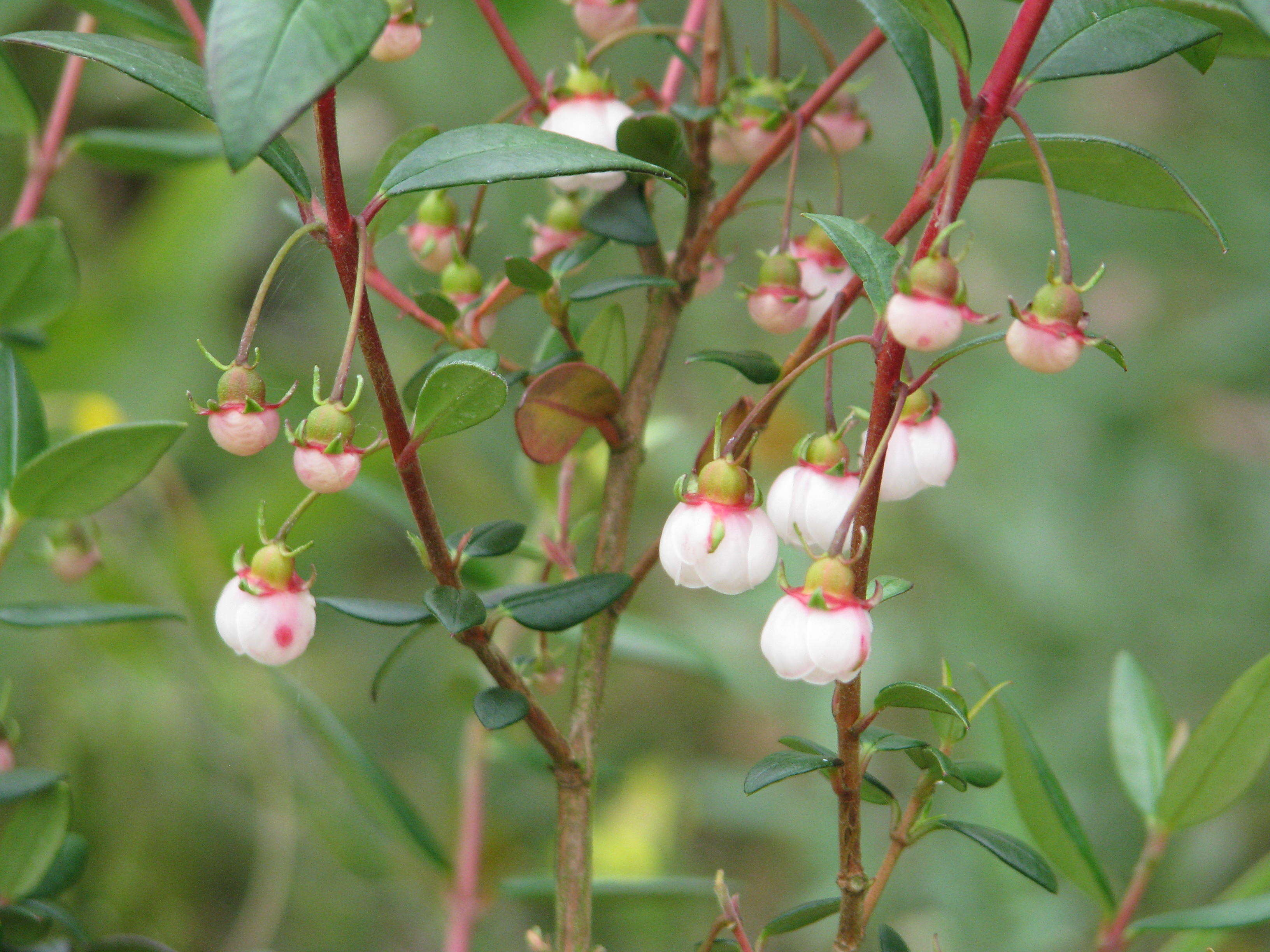 Image of Chilean guava