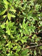 Image of Ozark calamint