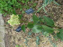 Image of groovestem Indian plantain