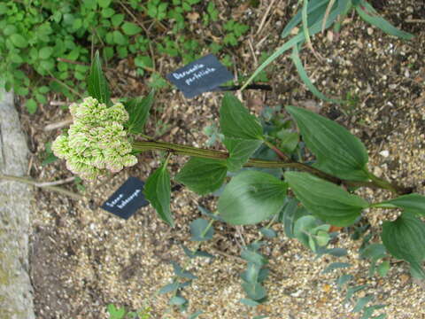 Arnoglossum plantagineum Rafin. resmi