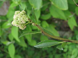 Image of groovestem Indian plantain