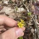 Image of piedmont barren strawberry