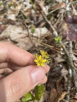 Image of piedmont barren strawberry