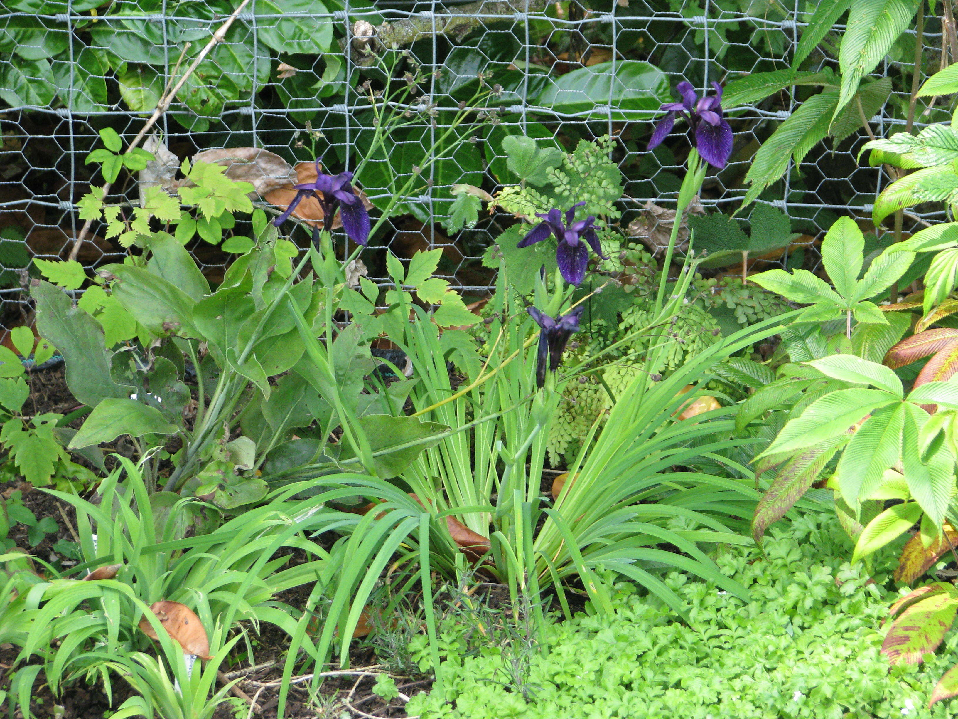 Plancia ëd Iris chrysographes Dykes