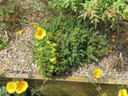 Image of Egyptian Saint John's Wort