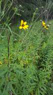 Image de Coreopsis tripteris L.