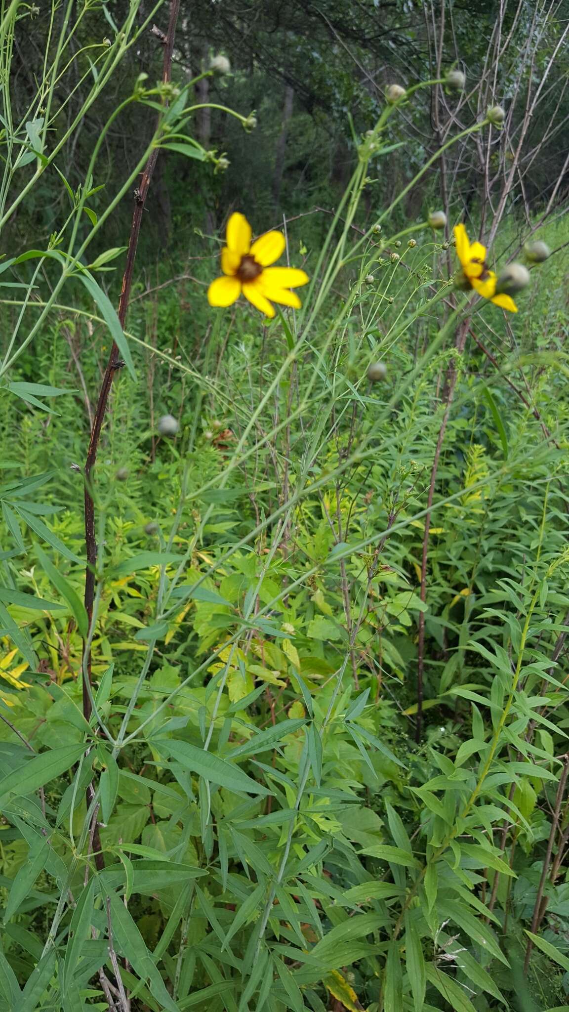 Image de Coreopsis tripteris L.