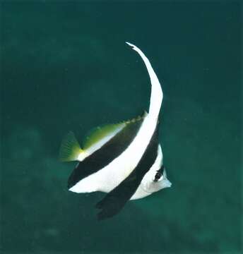 Image of Bannerfish