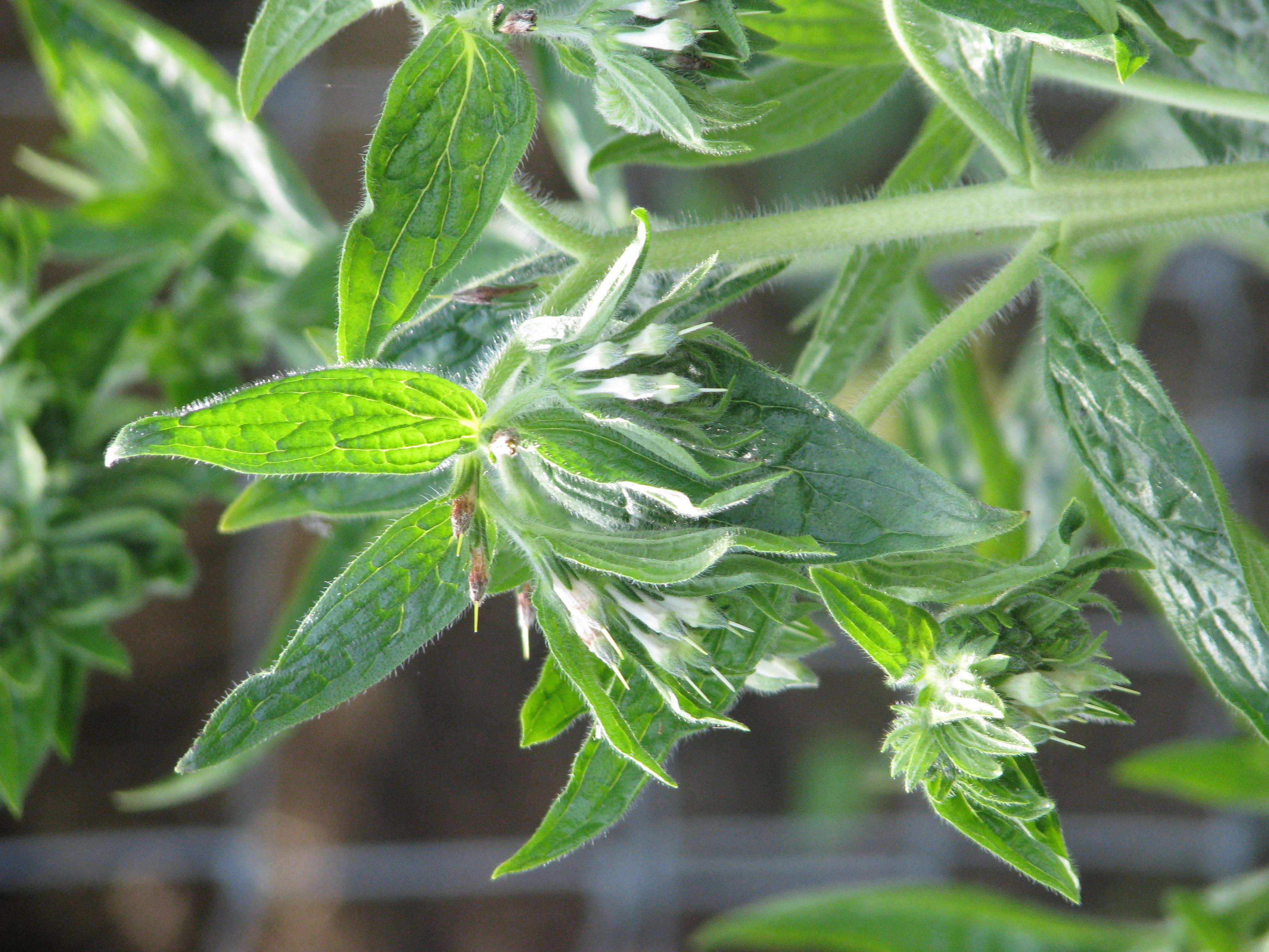 Image of soft-hair marbleseed