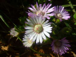 Imagem de Drosanthemum hispifolium (Haw.) Schwant.