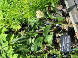 Image of groovestem Indian plantain