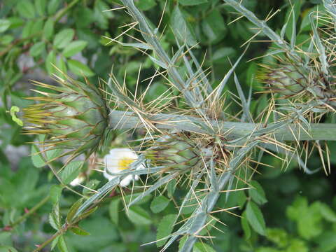 Image of cardoon