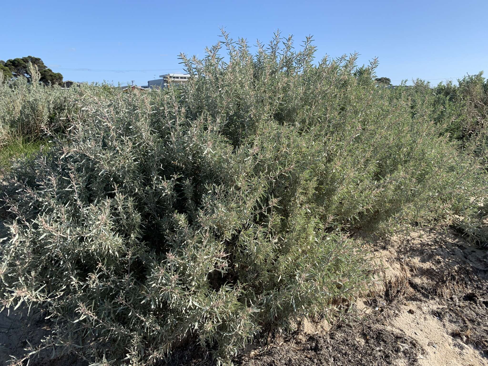 Imagem de Atriplex cinerea Poir.