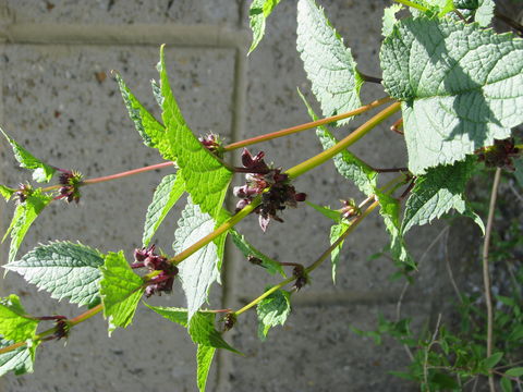 Image of Phlomoides