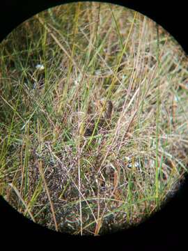 Image of Black-rumped Buttonquail