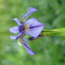 Image of long-scape iris