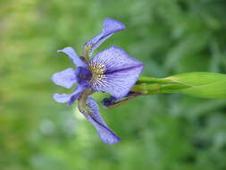 Image of long-scape iris