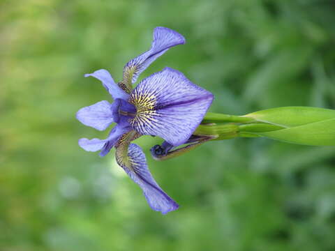 Plancia ëd Iris delavayi Micheli