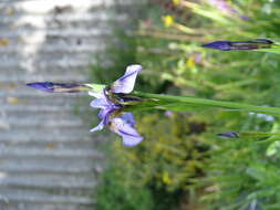 Image de Iris delavayi Micheli