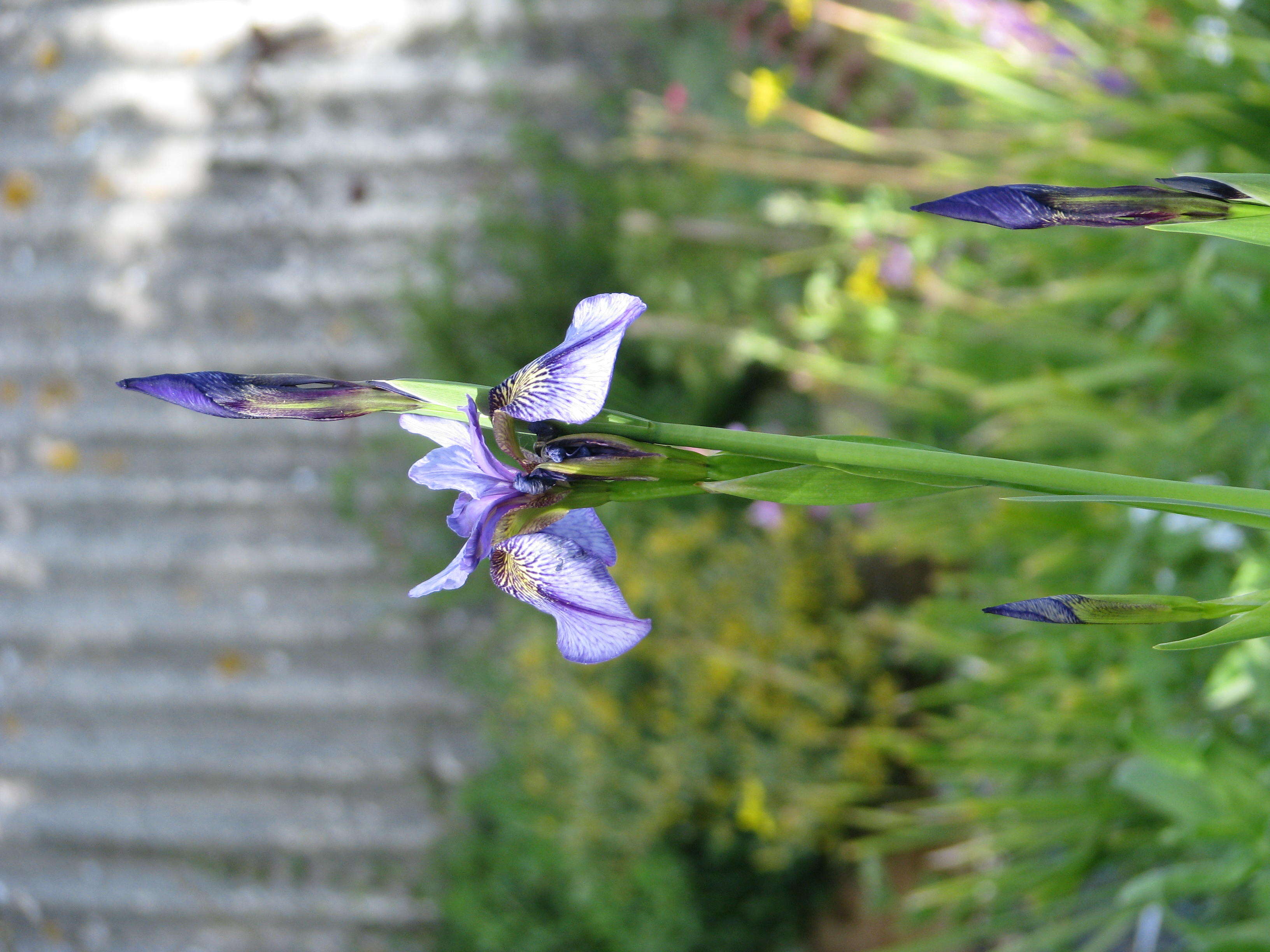 Image of long-scape iris