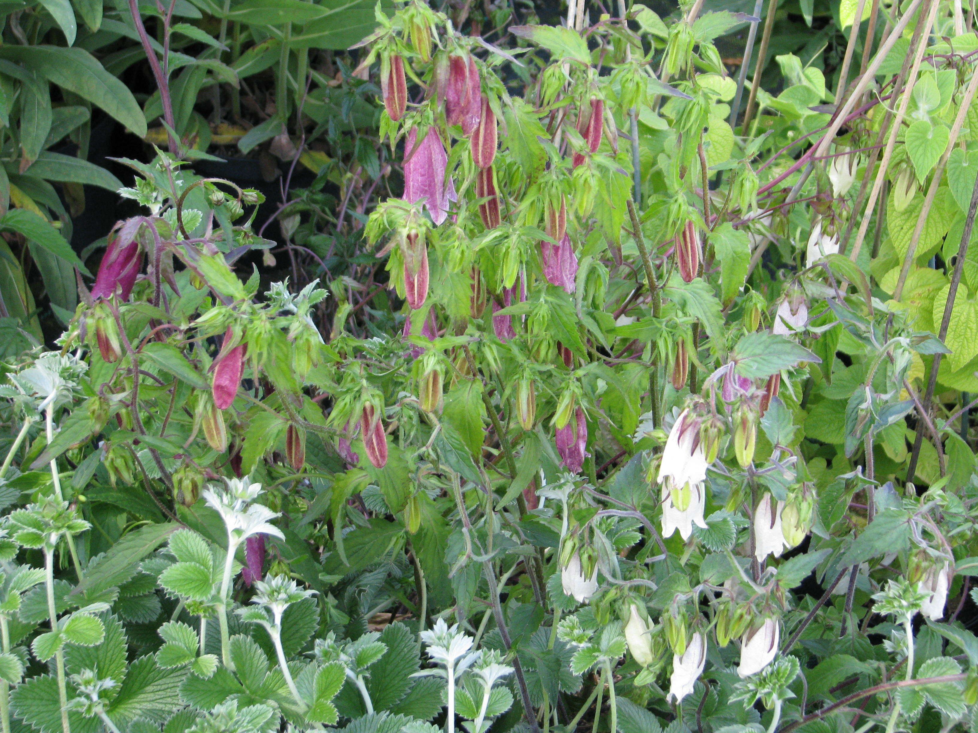 Image of Campanula punctata var. punctata