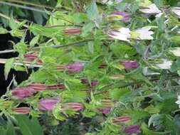 Image of Campanula punctata var. punctata