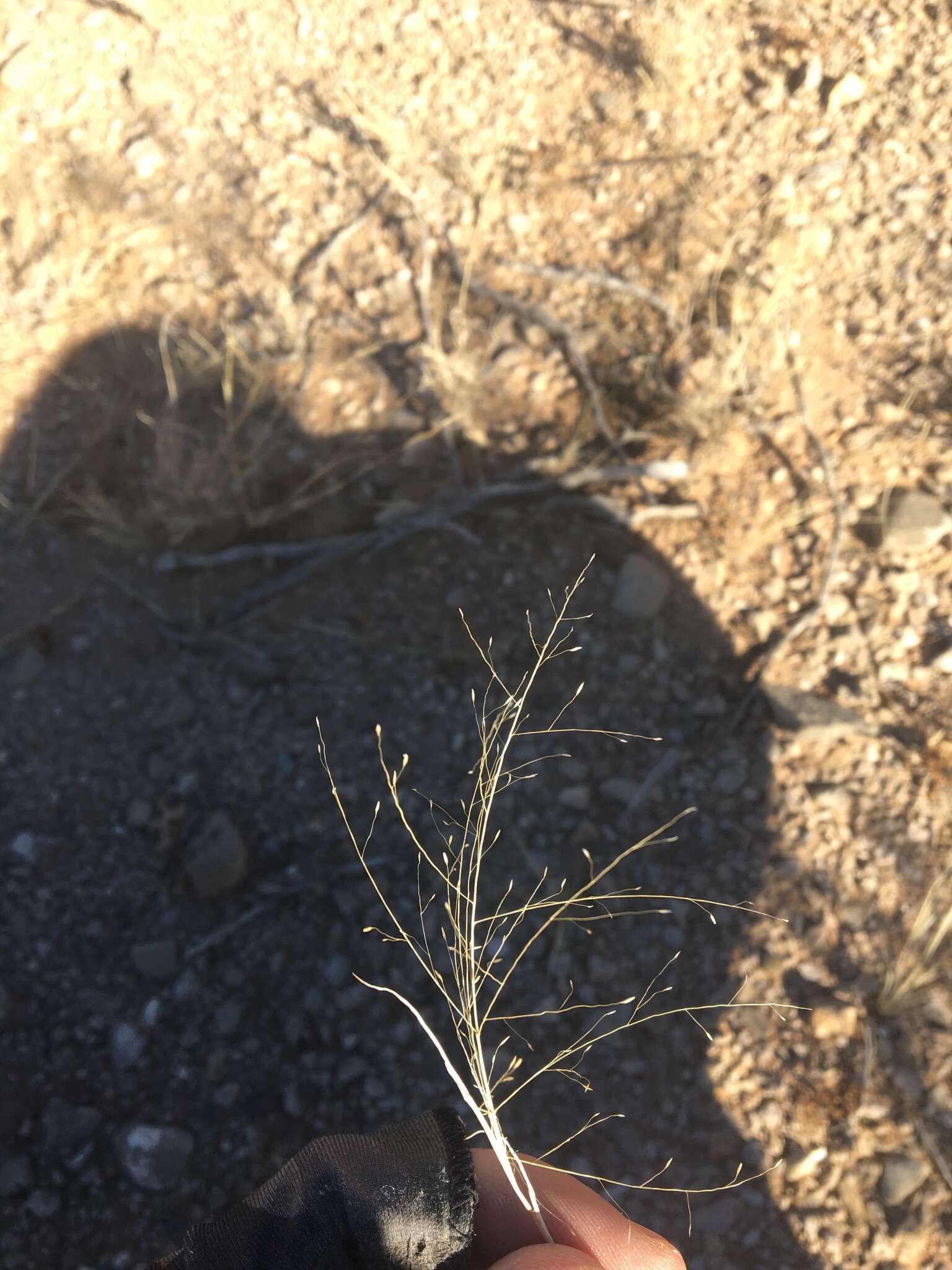 Plancia ëd Muhlenbergia arenacea (Buckley) Hitchc.