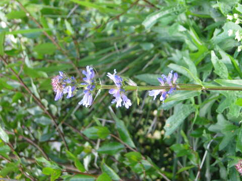 Image of Rydberg's penstemon