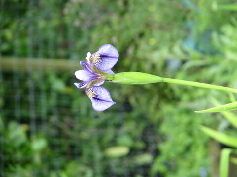 Image de Iris delavayi Micheli