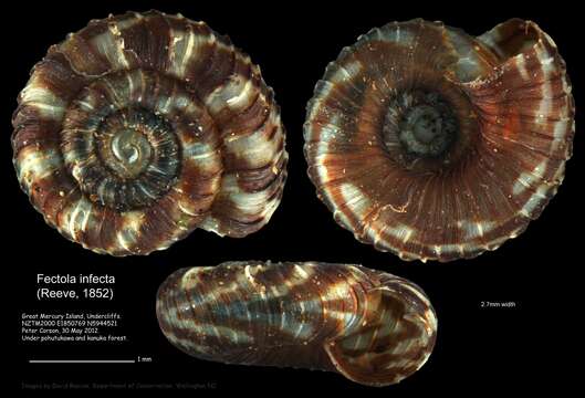 Image of Fectola infecta (Reeve 1852)