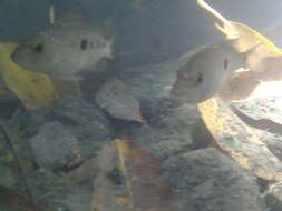 Image of Lowland cichlid