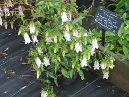 Image of Campanula punctata var. punctata