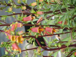 Image de Digitalis obscura L.