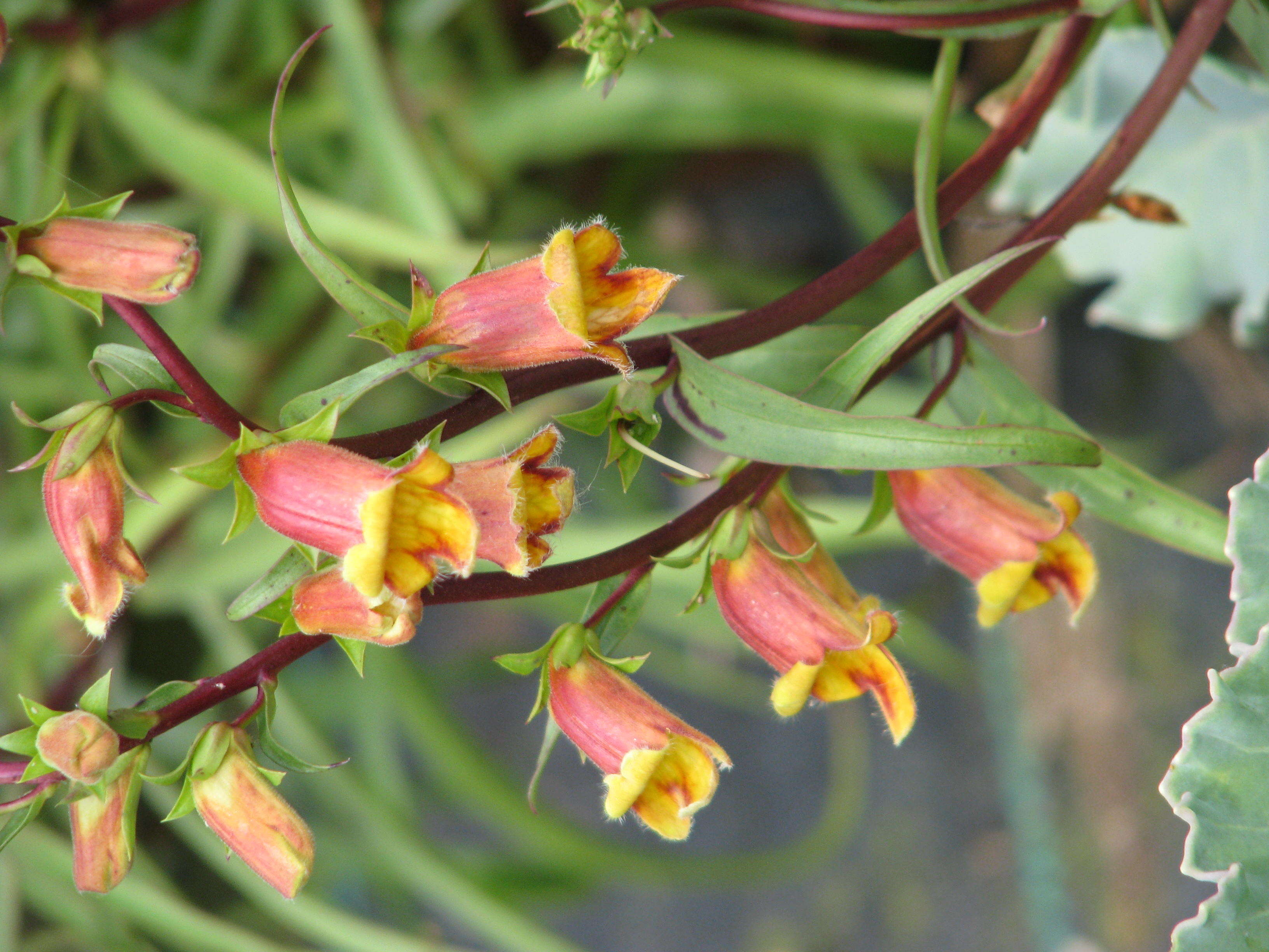 Image de Digitalis obscura L.