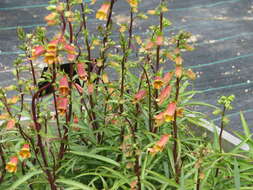 Image de Digitalis obscura L.