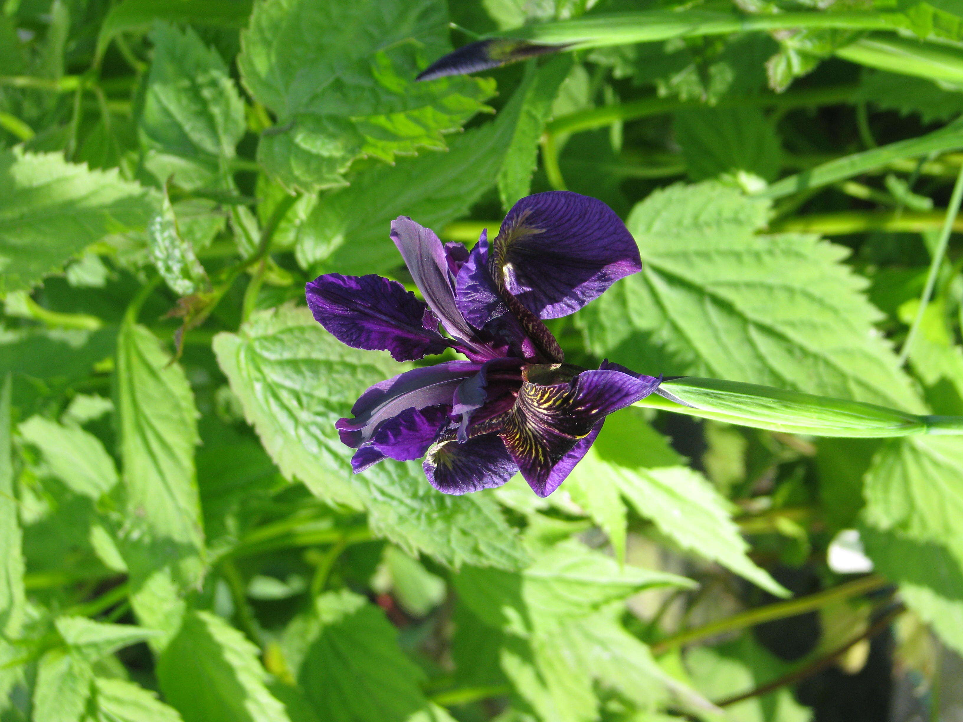 Image of Iris chrysographes Dykes