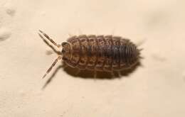 Image of Pillbug