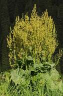 Image of Rumex tianschanicus Los.-Losinsk.