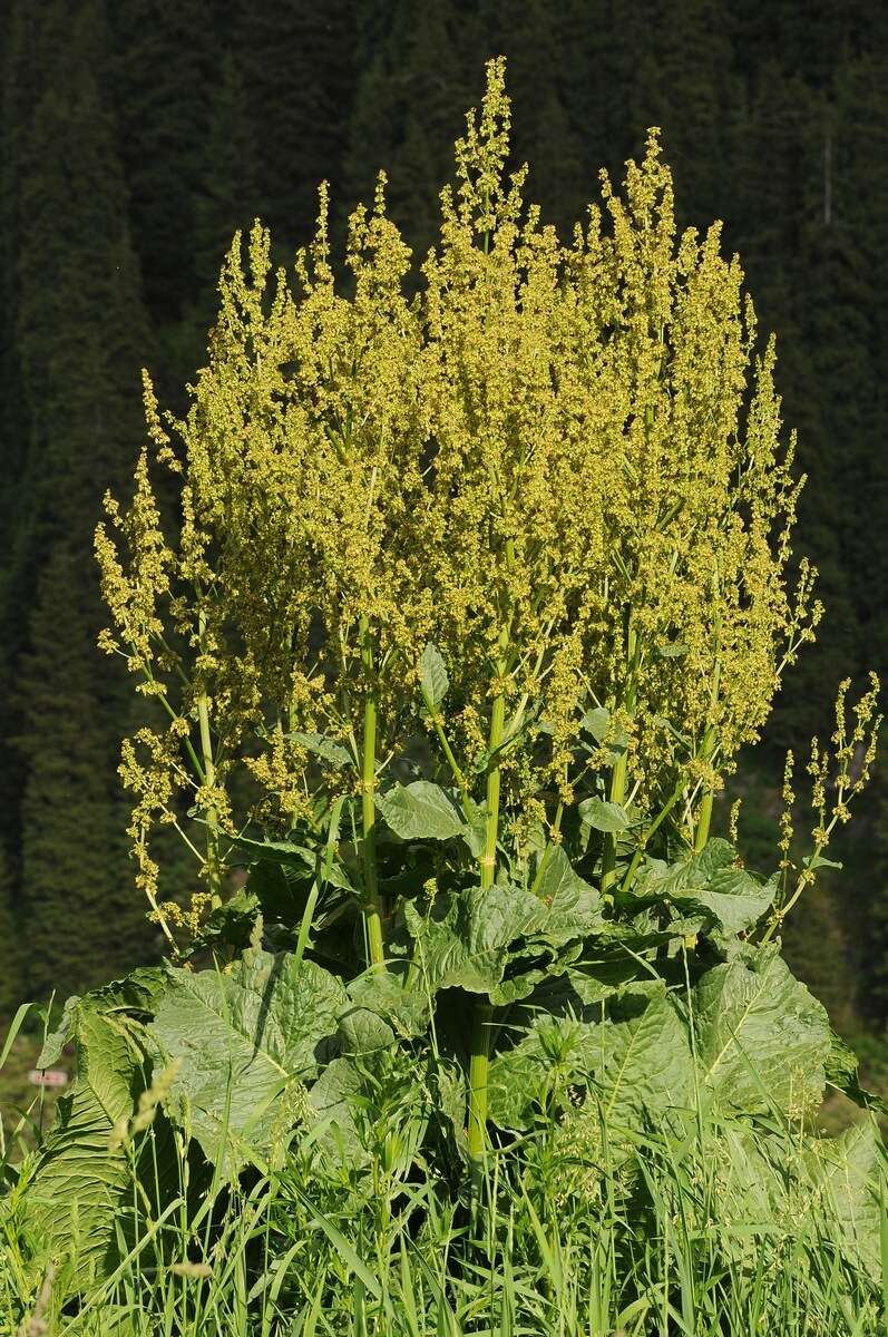 Image of Rumex tianschanicus Los.-Losinsk.