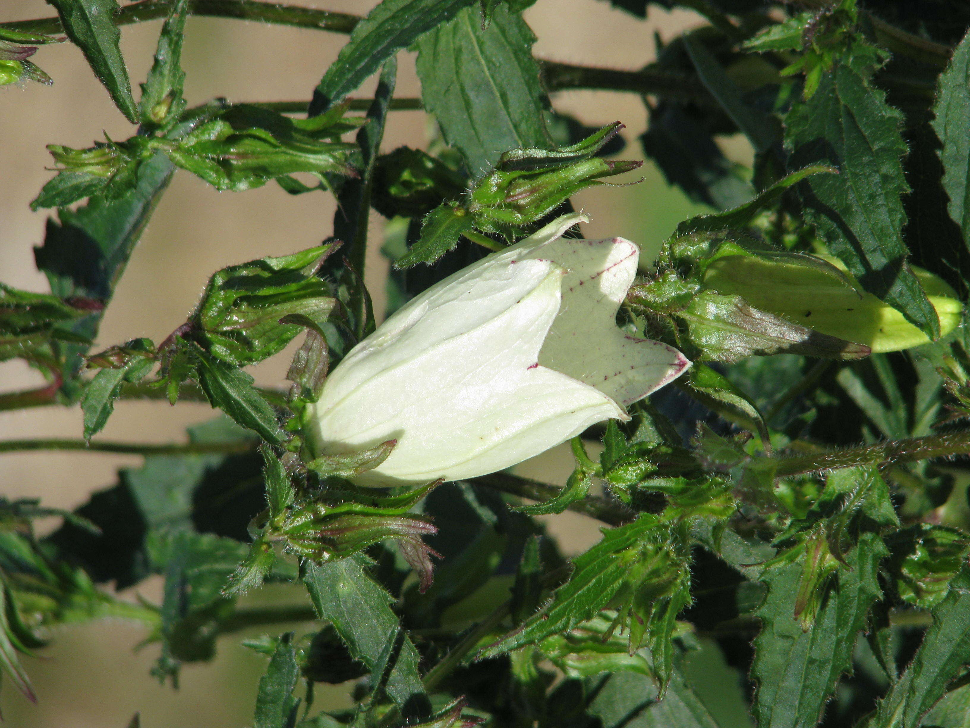 Image of Campanula punctata var. punctata